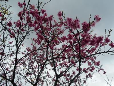 桜マラソンに出るため寒波の中の奄美大島へ　桜は咲いているが寒い！　