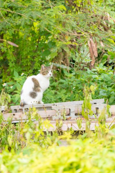 冬の沖縄　女一人旅② ～首里城・北部カフェ・フクギ並木～