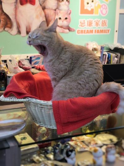 往復深夜便の弾丸香港・エンゲル係数の高い１人旅（猫もあるよ）