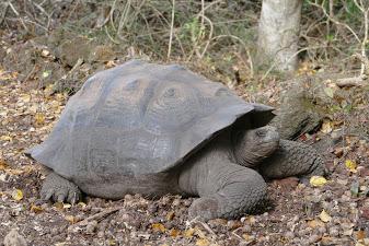 小学生旅行日記　家族で行くガラパゴス&アメリカ旅行その５　イザベラ島編