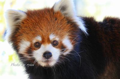 日本平動物園へ