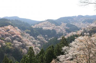 大阪から吉野山へ花見旅行