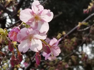 駅からハイキングで真鶴へ