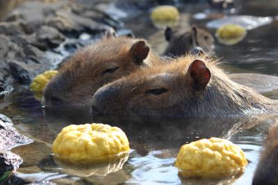 カピパラも温泉・私も温泉　in　伊東①