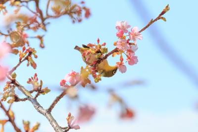 神奈川花見山の様子を確かめに～アグリパーク嵯峨山苑、ちょっとだけまつだ桜まつり～
