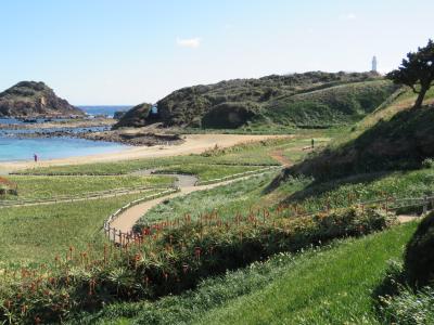 早春の稲取温泉旅行を楽しむ③下田・爪木崎の水仙まつり訪問その１