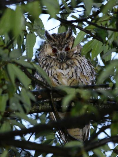 因縁の&quot;トラフズク&quot;に会いに新潟へ