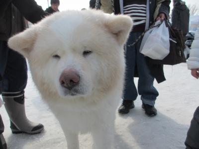 犬っこまつりは、酒っこ祭り？