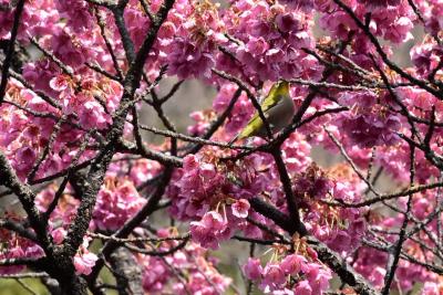 早咲きの土肥桜と富士山の絶景が見える恋人岬 2018（西伊豆）