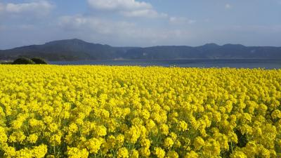 早春の指宿温泉→桜島→霧島温泉の旅１