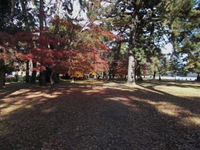 １７年秋、紅葉真っ盛りの京都御苑を歩く