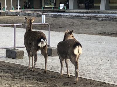 奈良の若草山焼き