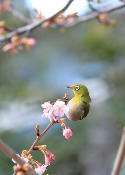 野鳥撮影記録・２０１８年２月－５（オオタカ）