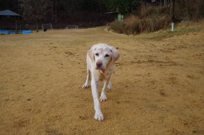 愛犬と初の旅行！　目指せ『無人島』　その2