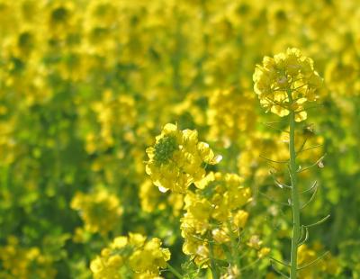 菜の花の渥美半島へ