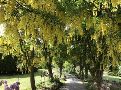 カナダ/花の季節のバンクバー 友人宅に3泊5日の旅2017