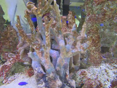 バレンタイン企画　弾丸日帰り石垣経由那覇