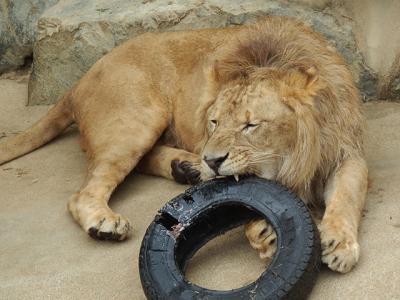 どのコがショウコちゃん？ 【2013/7　かみね動物園】