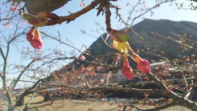 【１日じゃ】河津桜のつぼみを愛でる旅【変化なし】