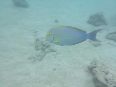 ハネムーンでハワイ島→オアフ島8泊10日　8日目　ダイヤモンドヘッドとハナウマ湾そして大雨編