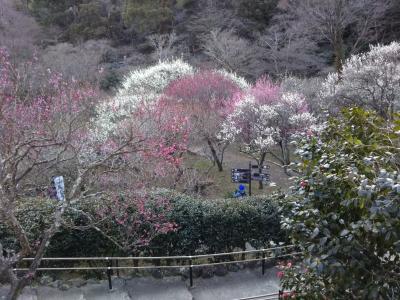 重要文化財　旧日向家別邸（ブルーノ・タウト設計）と温泉・梅園