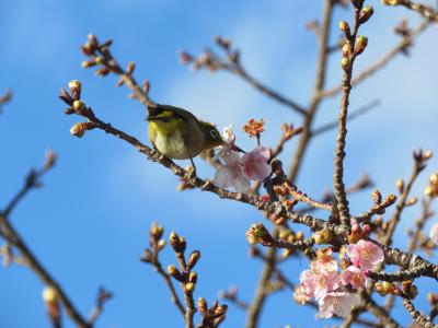 早春の稲取温泉旅行を楽しむ⑤河津桜と来宮神社訪問