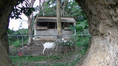 石垣島　大忙しの旅