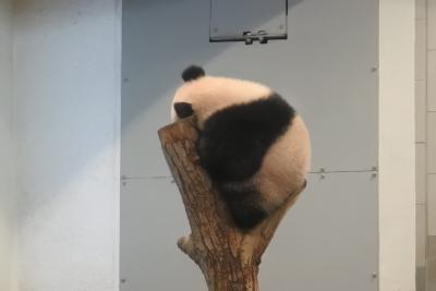 はじめましてシャンシャン！上野動物園