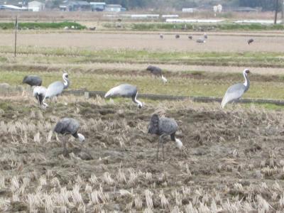 薩摩・出水　鶴の渡来地と湯治の風情を残す湯の児湯温泉をぶらぶら歩き旅ー２