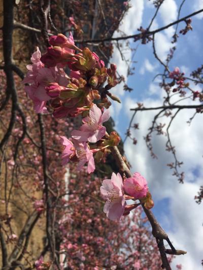 河津さくらまつり