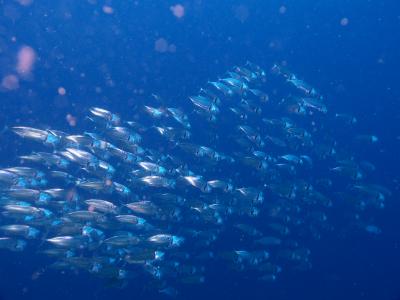 連休で弾丸ダイビング！久々にアニラオで魚の群れを見ました！