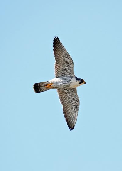 野鳥撮影記録・２０１８年２月&#8212;７　（ハヤブサ）