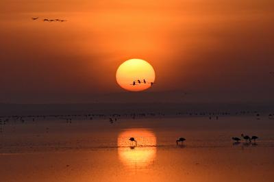 マニャラ湖国立公園：　ゾウ、沢山の鳥そして日の出（金婚旅行はタンザニアへー１）