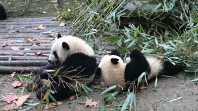 中国四川省にパンダを見に行って来ました！(後編)