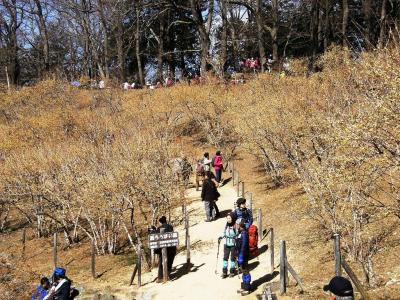 宝登山の蝋梅園・梅園