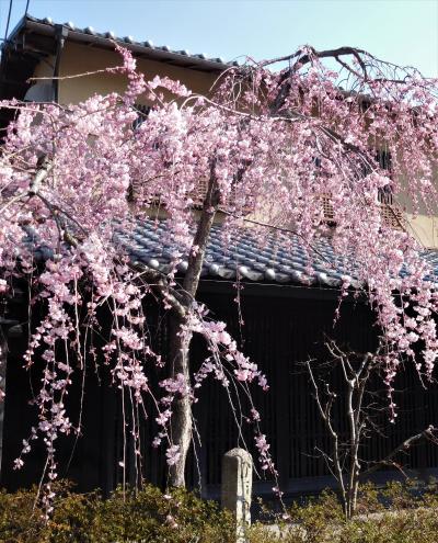 2017年4月3日　京都　その１　嵐山　渡月橋を渡って嵯峨野湯豆腐方面、天龍寺へ。