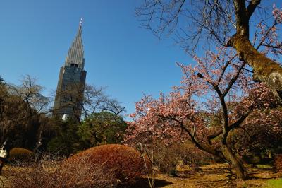 新宿御苑の春花