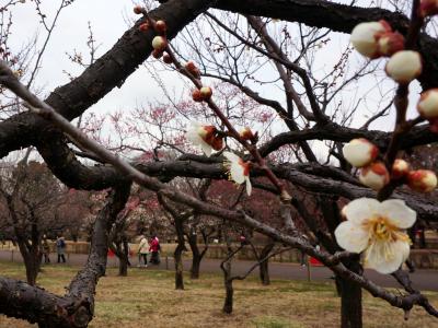 観梅紀行　府中市郷土の森　２０１８