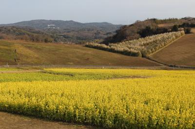 早春の花々を愛でに*淡路島へ【絵島・花さじき・伊弉諾神宮・きとら・立川水仙郷・たこせんべいの里】