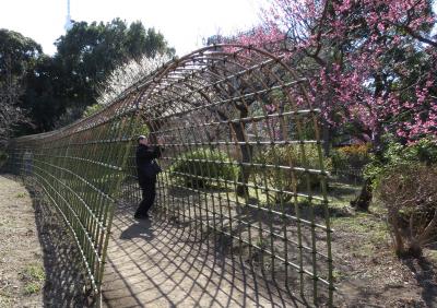 東京墨田区散策・・江戸の花園、梅花かおる向島百花園をめぐります。