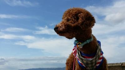 犬連れイタリアドライブ旅行2017  10日間  1日目ミラノ到着