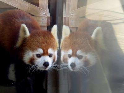 真冬のレッサーパンダ紀行【９】 浜松市動物園　新天地でがんばれ！！キララちゃん！！ お久しぶり！！キンタロウじいちゃん！！