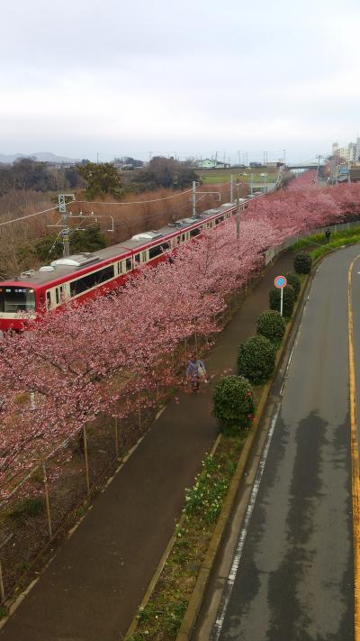 鎌倉一早咲きの梅と昼夜２つの河津桜。