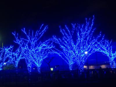 赤坂ランチバイキングのあと「青の洞窟＆東京ミチテラス」イルミネーションを観てきました