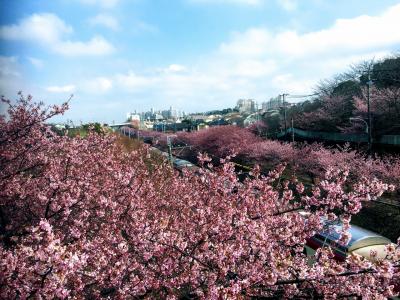 三浦海岸桜まつりからの三浦半島縦断ドライブ