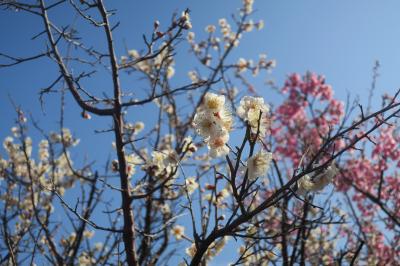 春はもう少し先 中伊豆～土肥金山 温泉＆グルメ旅