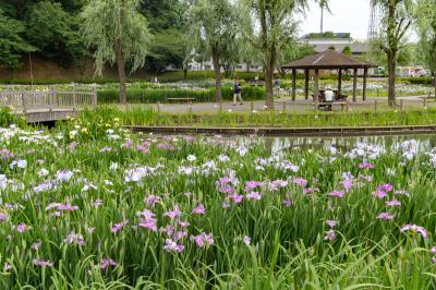 土浦・つくば・牛久ぐるり旅【1】～四季を通じて花を楽しめる～四季の里公園(もりやアヤメ祭り)