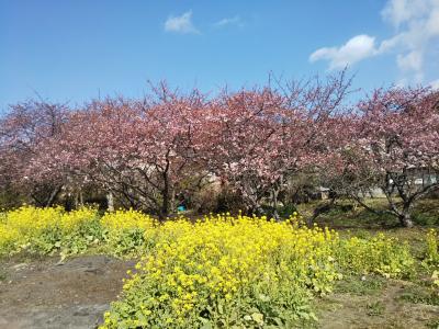 桜が香る伊豆高原&河津桜