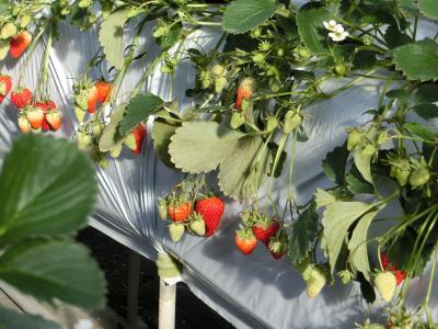 ☆長女の免許取得記念☆　伊良湖～伊勢神宮　女三人ドライブ旅行①