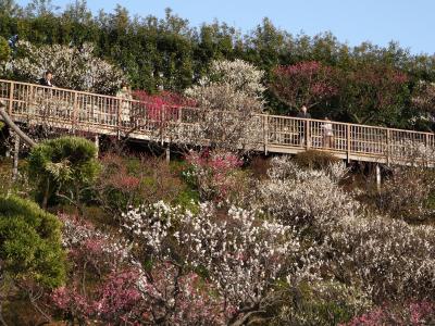 池上梅園と池上本門寺の桜2018